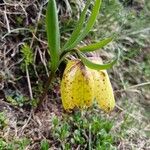 Fritillaria tubaeformis Õis