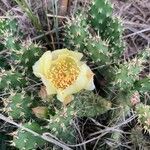 Opuntia fragilis Blüte