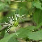 Clematis japonica Fruto