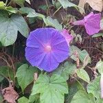 Ipomoea indicaЦветок