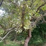 Cordia africana Habitus