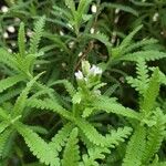 Lavandula dentataFlower