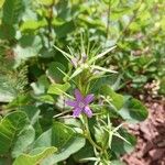 Legousia falcata Flower