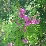 Indigofera heterantha Leaf