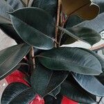 Ficus elastica Folha