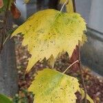 Tilia mongolica 葉