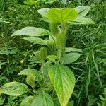 Acalypha aristata Hoja