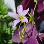 Oxalis triangularis Blüte