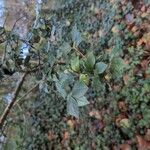 Cotoneaster simonsii Blad