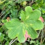 Alchemilla glabra Λουλούδι