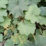 Alchemilla mollis Liść