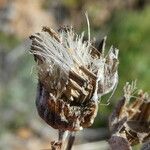 Anthemis maritima Fruto