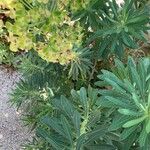 Euphorbia × martini Leaf