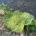 Petasites hybridus পাতা