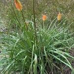 Kniphofia uvaria Blatt