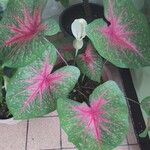 Caladium bicolorLehti