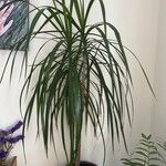 Dracaena reflexaFolha