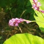 Persicaria orientalis Květ