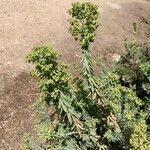 Euphorbia pithyusa Bloem