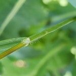 Bromus tectorum বাকল