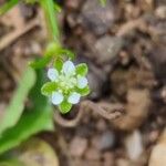 Sagina saginoides Blomma