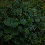 Abutilon indicum आदत