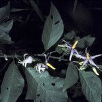 Solanum subinerme Blomma