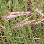 Bromus racemosus 果實