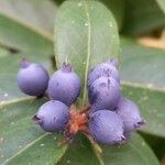 Lonicera acuminata Fruit