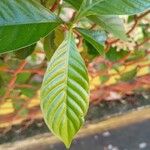 Psychotria nervosa Blatt