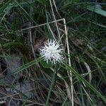 Carex baldensis Flower