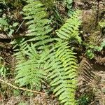 Athyrium filix-femina Leaf