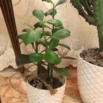 Euphorbia umbellata Flower