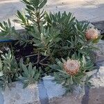 Protea caffra Flor