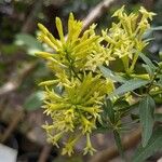 Cestrum parqui ᱵᱟᱦᱟ