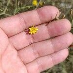 Launaea arborescens Flower