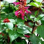 Salvia involucrata Hábito