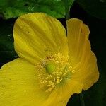 Papaver cambricum Blomma