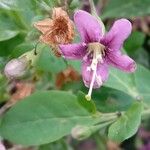Lycium chinense Flower
