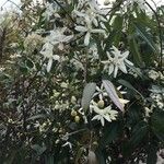 Clematis recta Fula