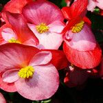 Begonia cucullata Blüte