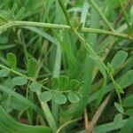 Coronilla varia Frunză