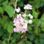 Rubus fruticosus फूल