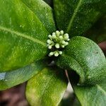 Skimmia japonica Altro