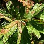 Geranium phaeum Lehti