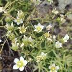 Saxifraga aspera Flower