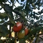 Solanum pimpinellifolium Egyéb
