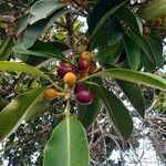 Ficus rubiginosa Fruit