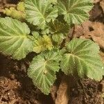 Erodium laciniatum Blad