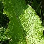 Rumex × acutus Leaf